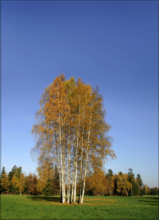 photo "Nine lifes" tags: nature, landscape, autumn, flowers