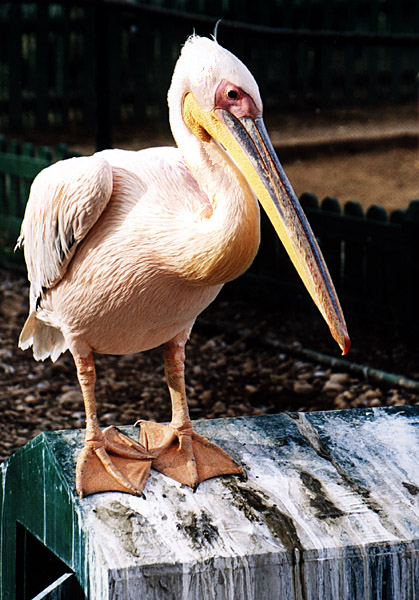 photo "Pelican" tags: travel, nature, Africa, wild animals