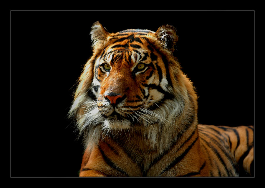 photo "Grace of a Tiger" tags: nature, wild animals