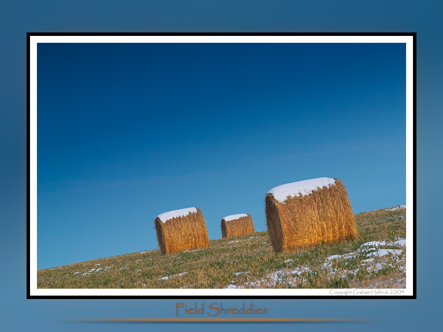 photo "Whole Wheat Shreddies!" tags: landscape, autumn