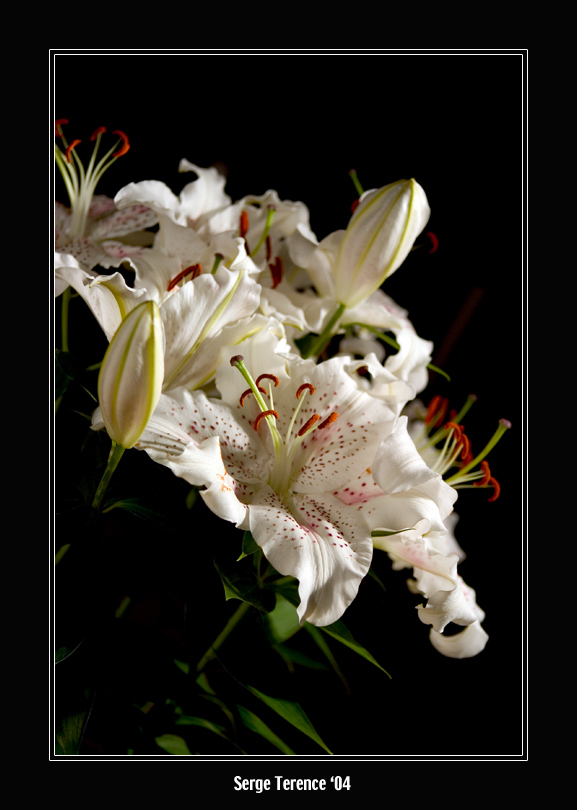 photo "Lily" tags: nature, macro and close-up, flowers