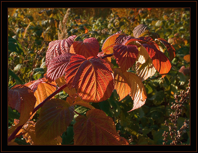 photo "The branch covered by the sun" tags: nature, flowers
