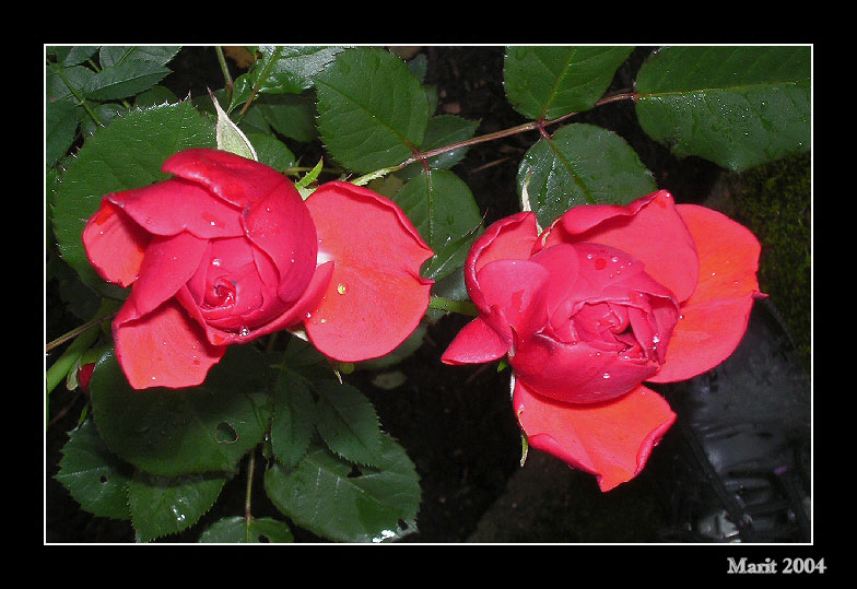 фото "My last flower this year" метки: природа, макро и крупный план, цветы