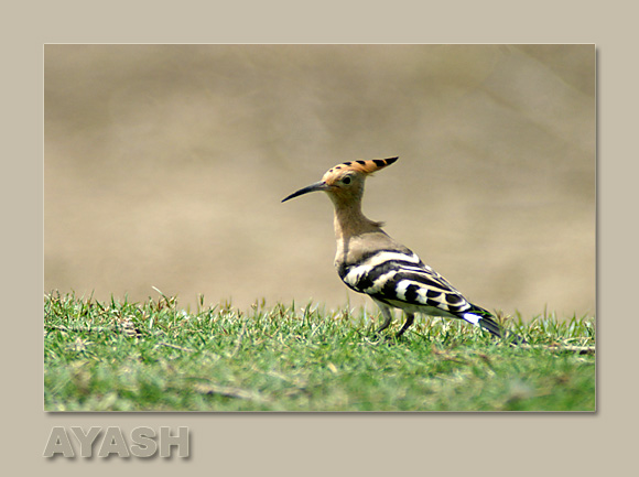 photo "Another Hoopoe !!" tags: nature, wild animals
