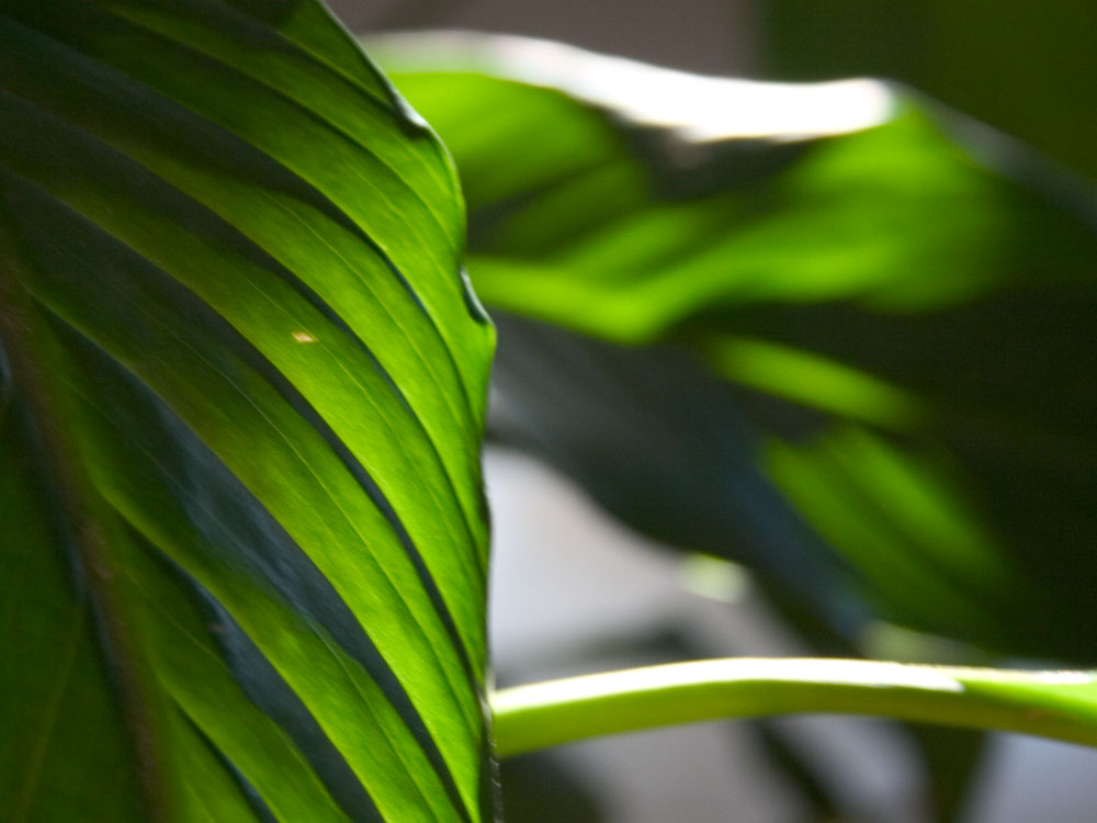 photo "Leaf" tags: nature, macro and close-up, flowers