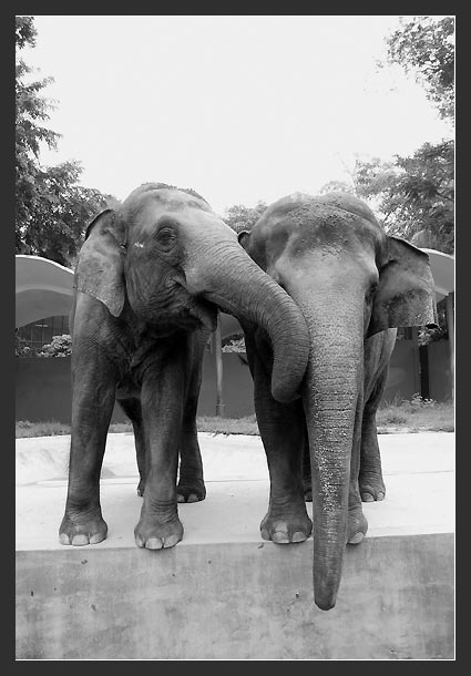 photo "Zoo, eliphants" tags: genre, travel, Asia