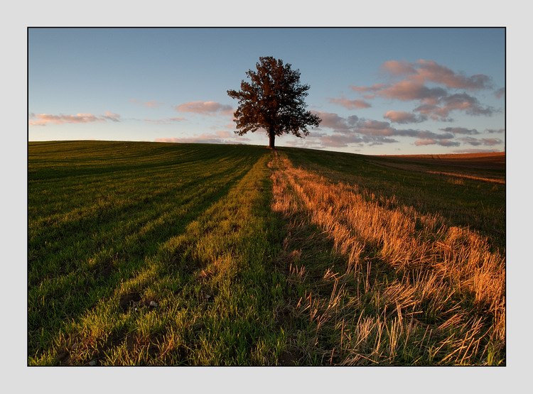 photo "the tree" tags: landscape, nature, 