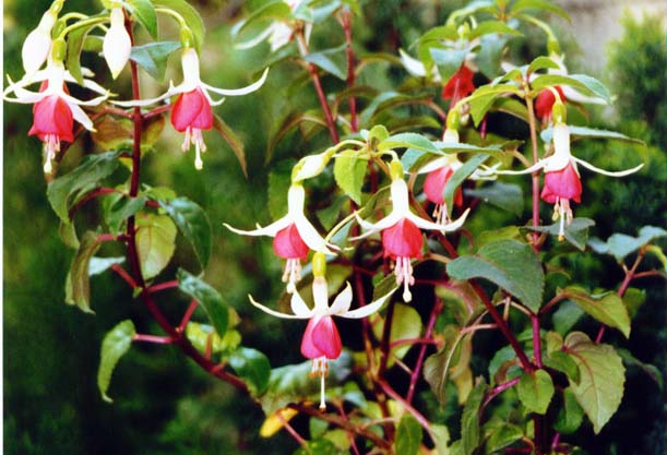 photo "Fuchsia" tags: misc., 