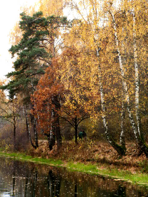 фото "Очей очарованье..." метки: пейзаж, лес, осень