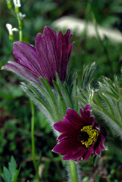 photo "Flower" tags: nature, travel, Europe, flowers