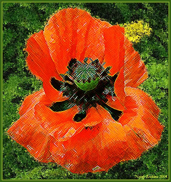 photo "A Poppy" tags: montage, nature, flowers