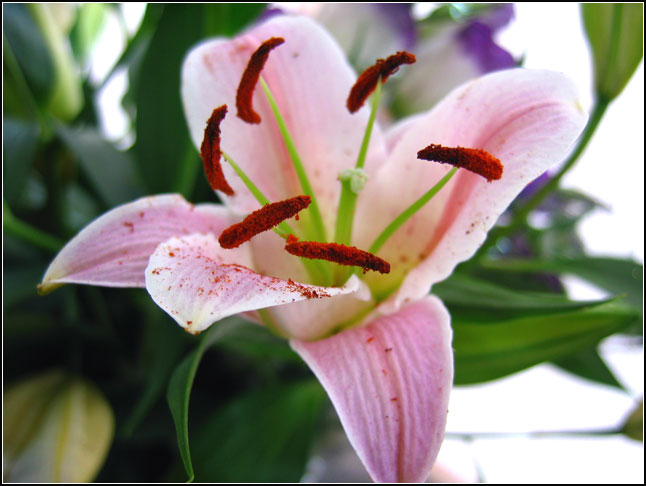 photo "For my loving" tags: nature, macro and close-up, flowers