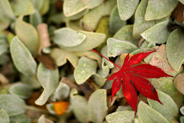 photo "Play of colours" tags: nature, landscape, flowers, forest