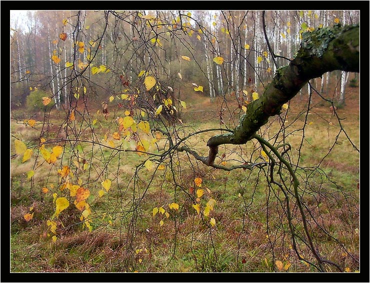photo "Birches" tags: landscape, autumn, forest
