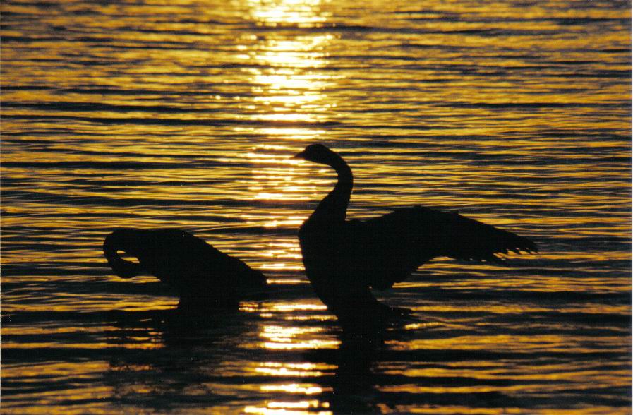 photo "sunset geese" tags: nature, wild animals