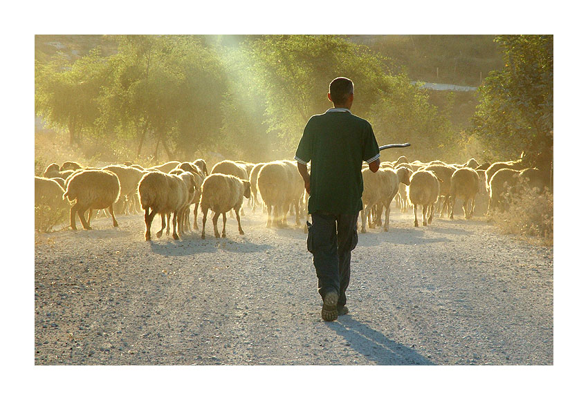 фото "The Good Shepherd" метки: природа, путешествия, домашние животные