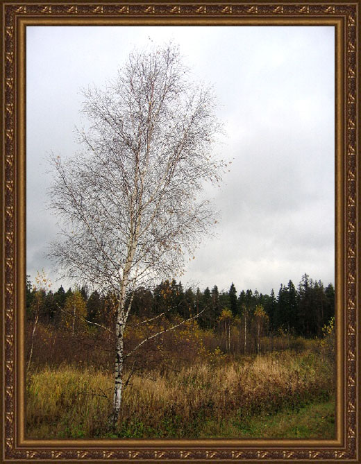 photo "Deep autumn" tags: landscape, autumn, forest