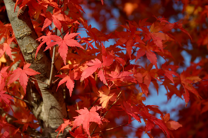 photo "Red Leaves with Blue Sky" tags: nature, landscape, autumn, flowers