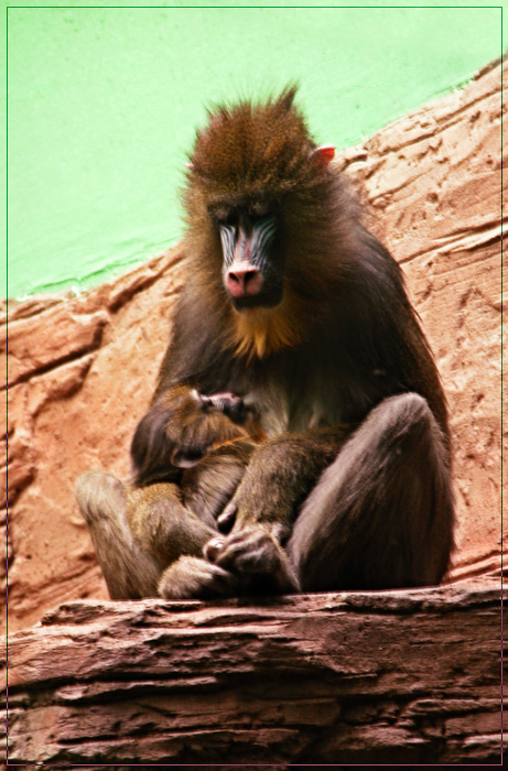 photo "Baby-monkey and its Mom" tags: nature, wild animals