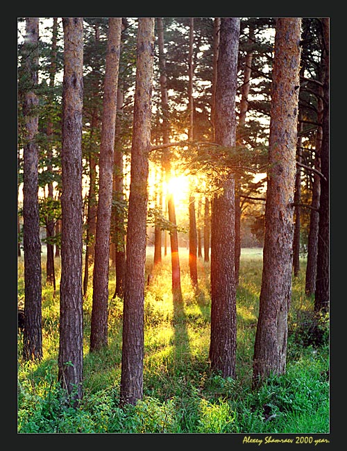 фото "Закат в сосновом бору" метки: пейзаж, закат, лето