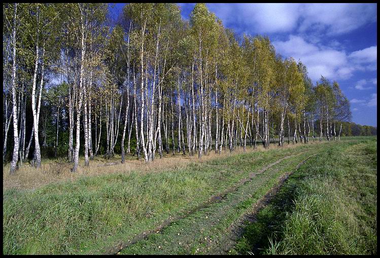 фото ""перспективный" этюд" метки: пейзаж, лес, осень