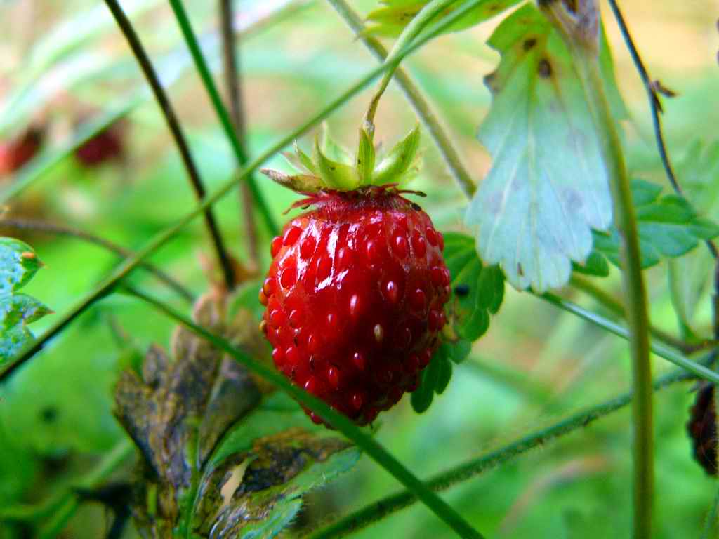 photo "wild strawberry" tags: macro and close-up, 