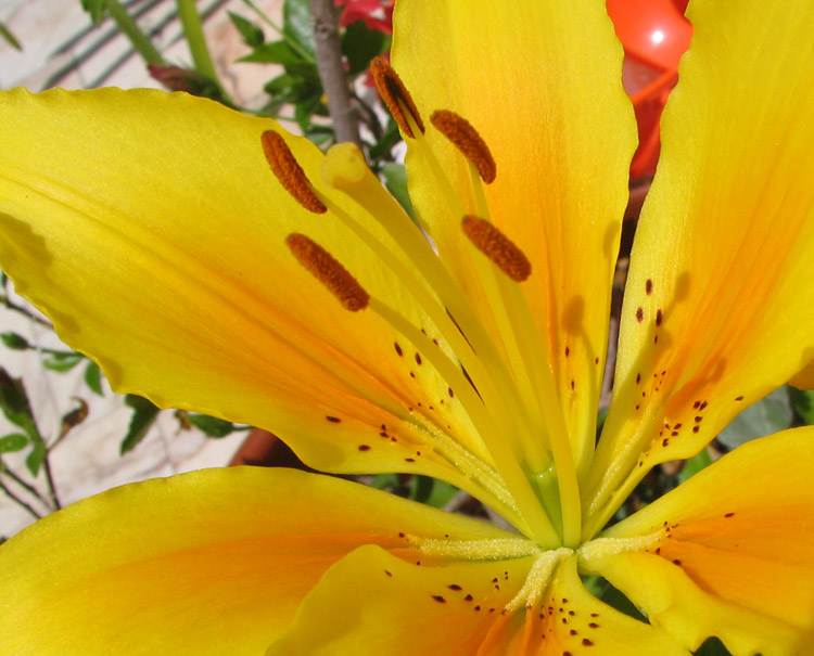 photo "Flower" tags: macro and close-up, 