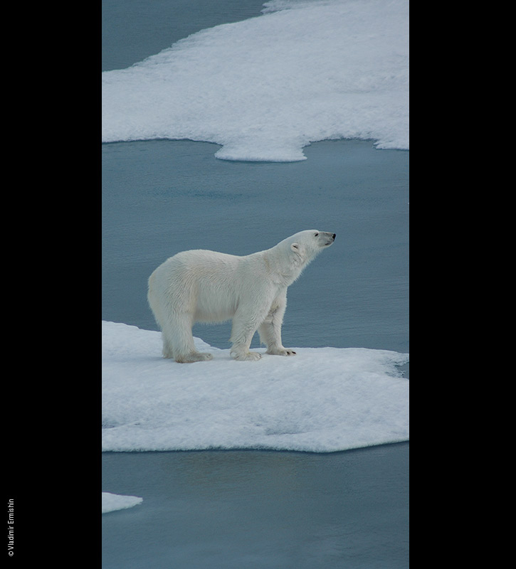 фото "King of the Ice Kingdom" метки: природа, пейзаж, дикие животные