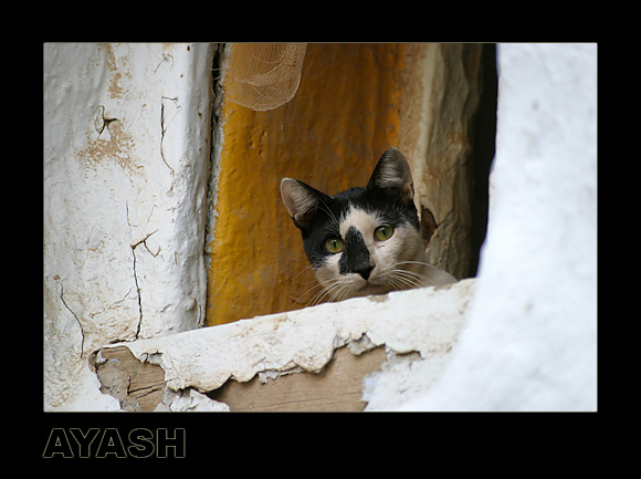 photo "Curiosity !!!" tags: nature, pets/farm animals