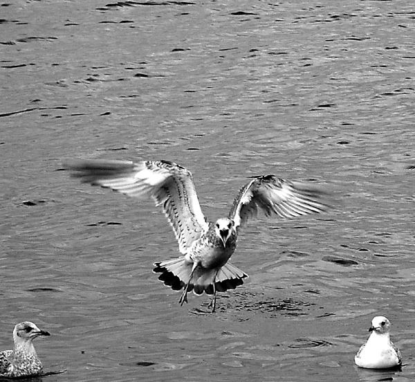 photo "***" tags: nature, black&white, wild animals