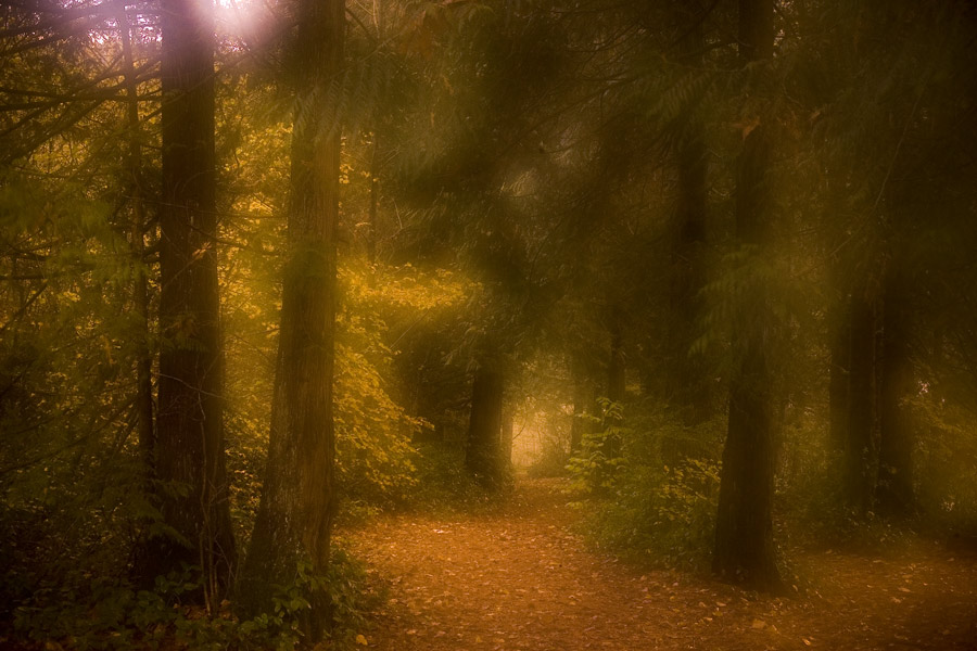 photo "LOST" tags: landscape, forest