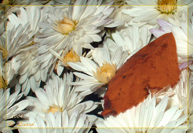 фото "Золотая осень" метки: природа, цветы