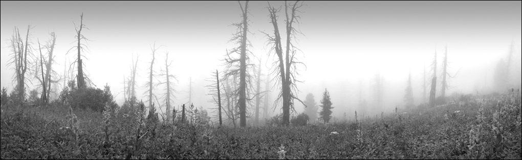 фото "Алтай. Там за туманами." метки: путешествия, пейзаж, лес