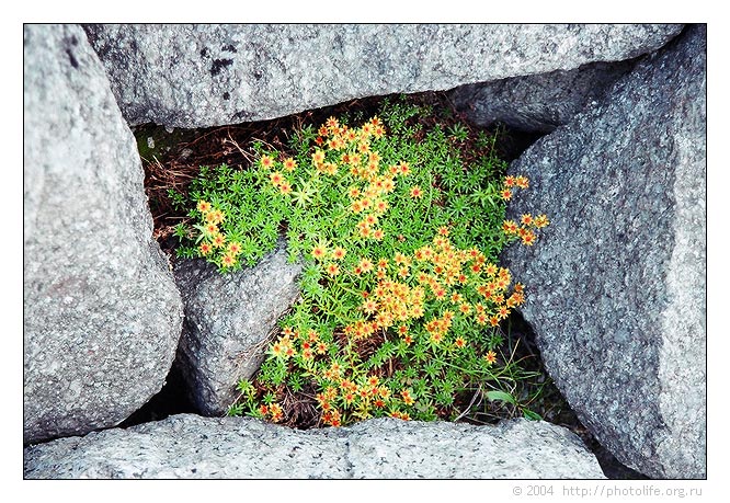 photo "The treasure" tags: nature, flowers