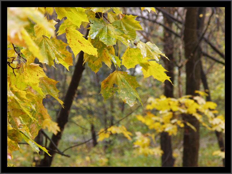 photo "Autumn depression" tags: landscape, genre, autumn