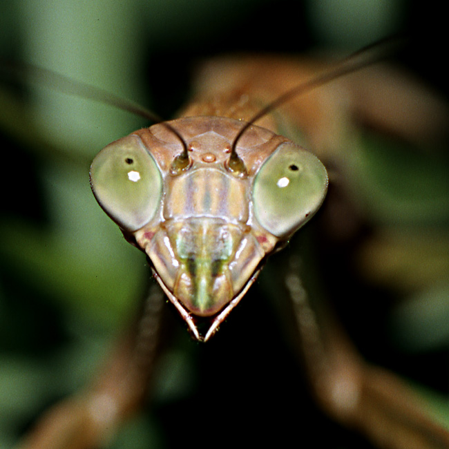 photo "Mantid Close-Up" tags: nature, insect