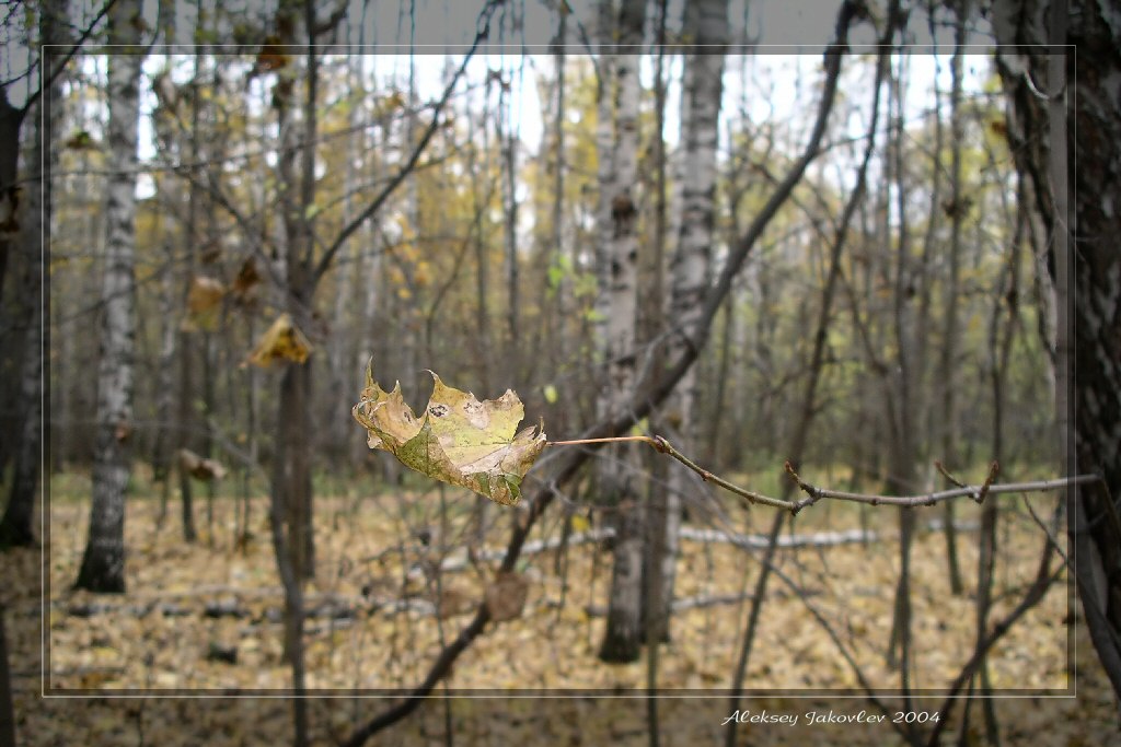 фото "Клён кудрявый" метки: макро и крупный план, пейзаж, осень