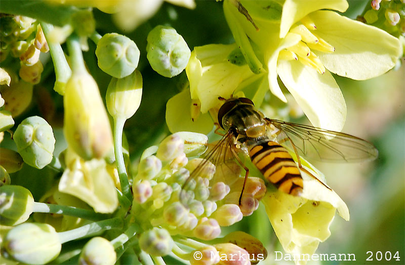 photo "fly" tags: macro and close-up, 