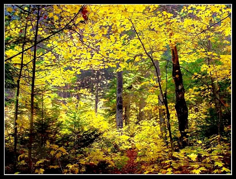 фото "Осень (опять)" метки: пейзаж, лес