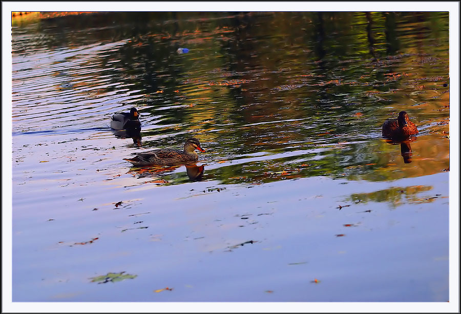 photo "Untitled photo" tags: misc., 