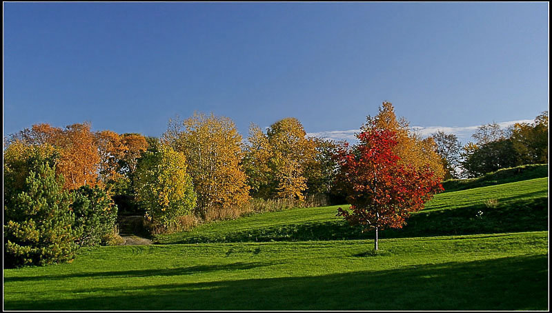 photo "Fall traffic lights" tags: landscape, autumn