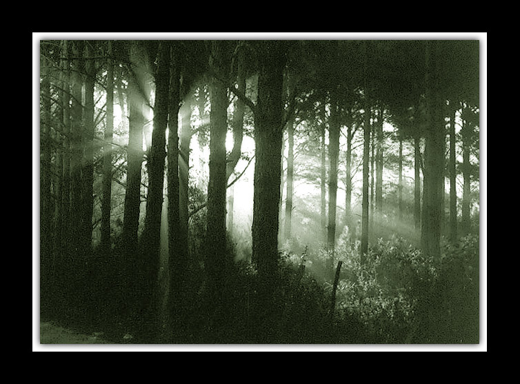 фото "Magic light" метки: пейзаж, лес