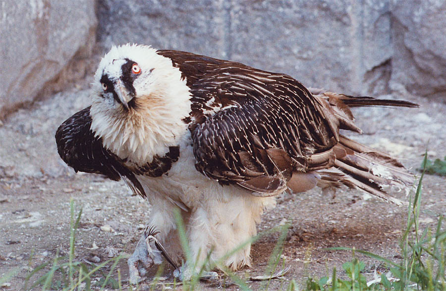 photo "It`s my feather!" tags: nature, reporting, wild animals