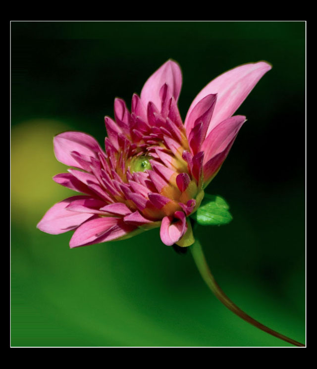photo "Dahlia" tags: nature, macro and close-up, flowers