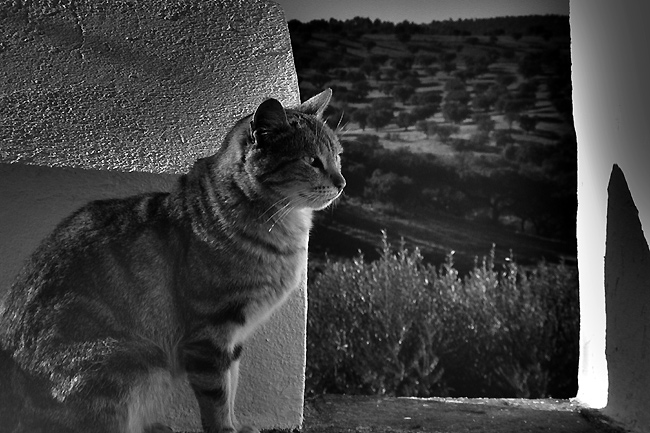 photo "bw cat" tags: nature, black&white, pets/farm animals