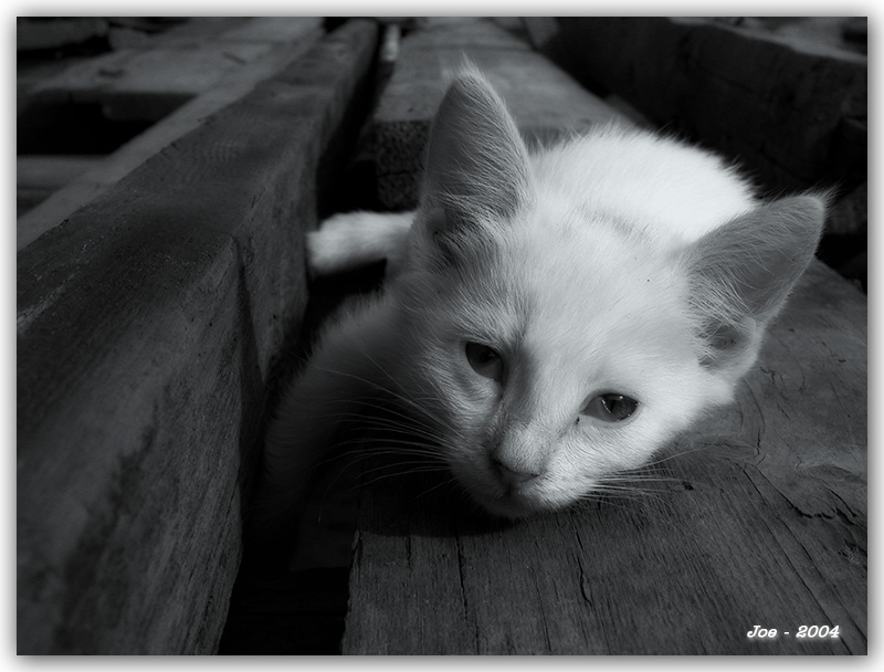 фото "Standby" метки: природа, домашние животные
