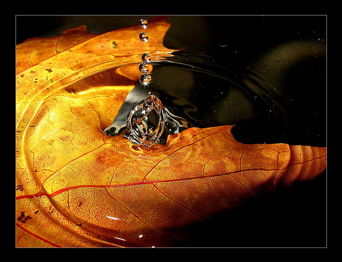 фото "Autumn Rain" метки: природа, цветы