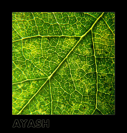 фото "Greeny!!!" метки: природа, абстракция, цветы