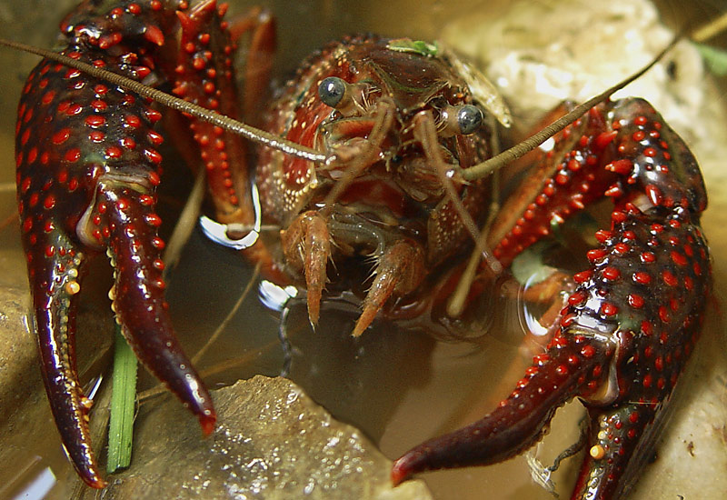 photo "Crab of river" tags: nature, macro and close-up, wild animals