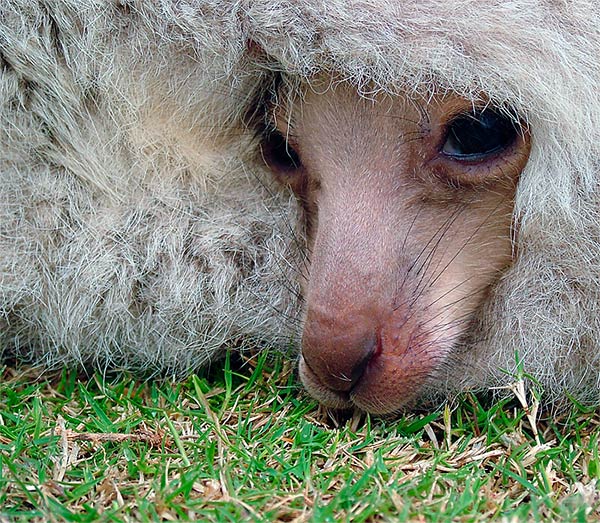 photo "Kangaroo baby" tags: nature, travel, Australia, wild animals